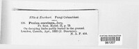Aleuria aurantia image